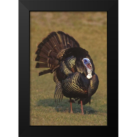 Mexico, Tamaulipas Tom turkey in mating display Black Modern Wood Framed Art Print by Welling, Dave