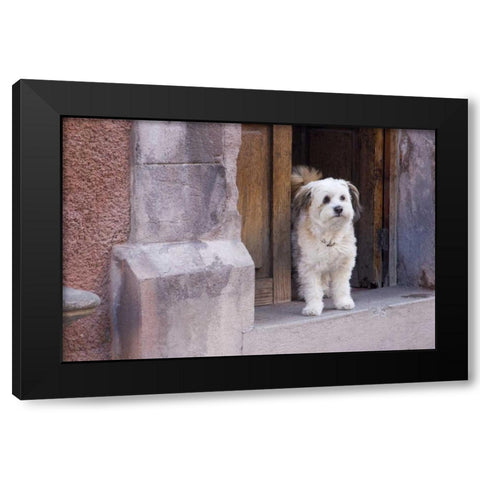 Mexico White dog standing in open doorway Black Modern Wood Framed Art Print by Young, Bill