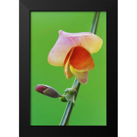 Close-up of Scotch broom flower and bud on stem Black Modern Wood Framed Art Print by Flaherty, Dennis