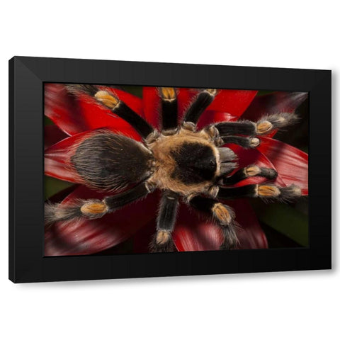 South America, Mexico Red-knee tarantula Black Modern Wood Framed Art Print with Double Matting by Flaherty, Dennis