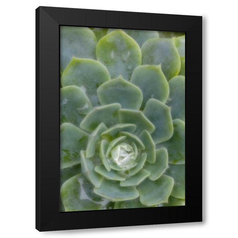 Mexico Succulent plant with dew drops Black Modern Wood Framed Art Print by Paulson, Don