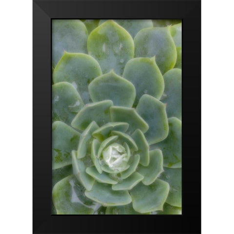 Mexico Succulent plant with dew drops Black Modern Wood Framed Art Print by Paulson, Don