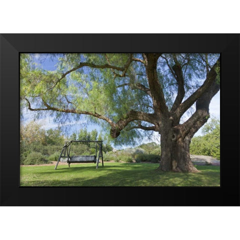 Mexico, Tecate Bench swing under large tree Black Modern Wood Framed Art Print by Paulson, Don