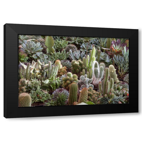 Mexico Cacti on display at Candelaria Festival Black Modern Wood Framed Art Print with Double Matting by Paulson, Don