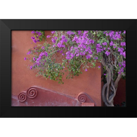 Mexico Bougainvillea tree next to wall Black Modern Wood Framed Art Print by Paulson, Don