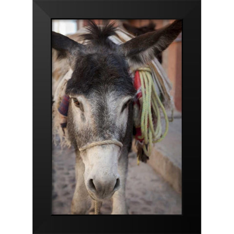 Mexico Frontal Donkey carrying load Black Modern Wood Framed Art Print by Paulson, Don