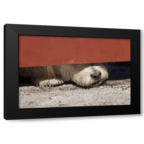 Mexico Dog with nose under door Black Modern Wood Framed Art Print by Paulson, Don