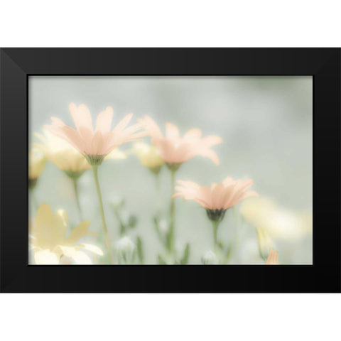Mexico Blooming desert flowers Black Modern Wood Framed Art Print by Paulson, Don