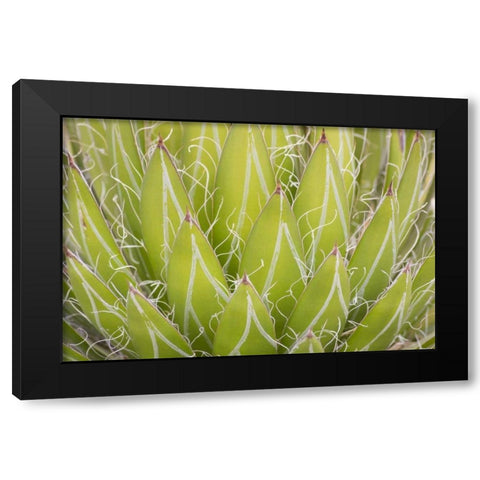 Mexico, San Miguel de Allende Yucca plant Black Modern Wood Framed Art Print by Paulson, Don