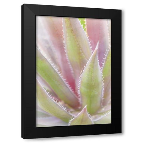 Mexico, San Miguel de Allende Yucca plant Black Modern Wood Framed Art Print with Double Matting by Paulson, Don