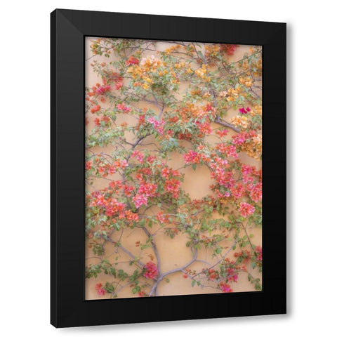 Mexico Bougainvillea growing on wall Black Modern Wood Framed Art Print by Paulson, Don
