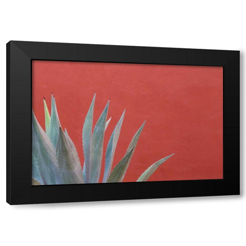 Mexico Agave plant next to colorful wall Black Modern Wood Framed Art Print by Paulson, Don