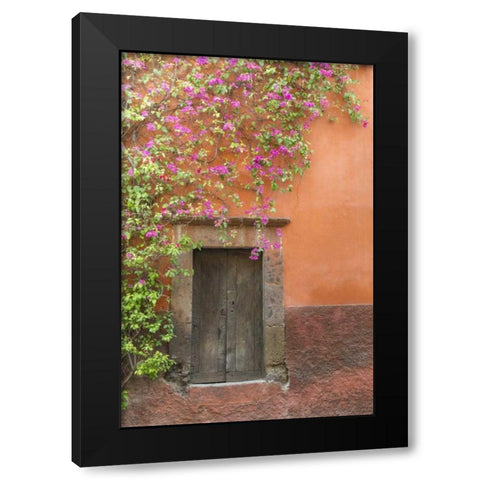 Mexico Bougainvillea outside wooden doorway Black Modern Wood Framed Art Print by Paulson, Don