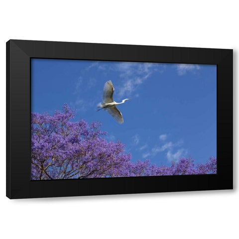 Mexico Great egret flying over jacaranda tree Black Modern Wood Framed Art Print by Paulson, Don