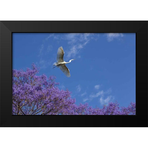 Mexico Great egret flying over jacaranda tree Black Modern Wood Framed Art Print by Paulson, Don