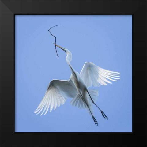 Mexico Great egret flying with nesting material Black Modern Wood Framed Art Print by Paulson, Don