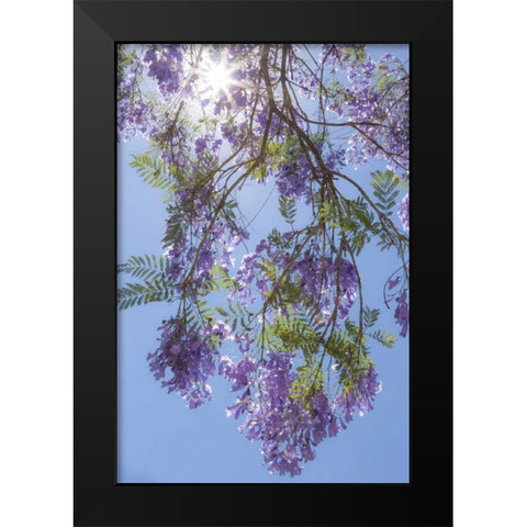Mexico Sunburst through jacaranda tree Black Modern Wood Framed Art Print by Paulson, Don