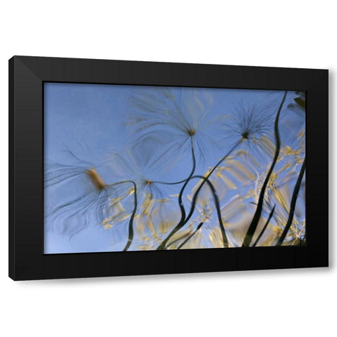 Mexico, Baja California, Tecate Pool reflection Black Modern Wood Framed Art Print by Paulson, Don