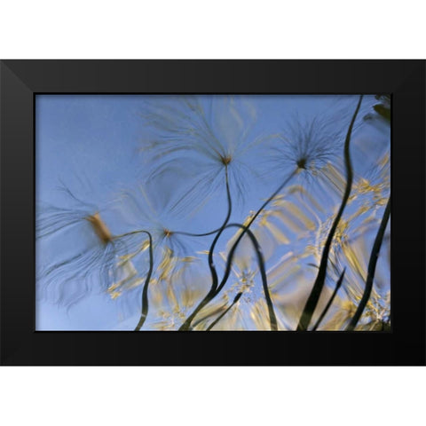 Mexico, Baja California, Tecate Pool reflection Black Modern Wood Framed Art Print by Paulson, Don