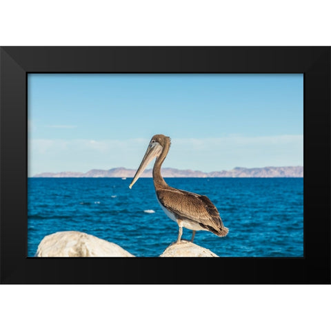 Loreto- Baja California Sur- Mexico. A Brown pelican along the shore of the Sea of Cortez. Black Modern Wood Framed Art Print by Wilson, Emily M.