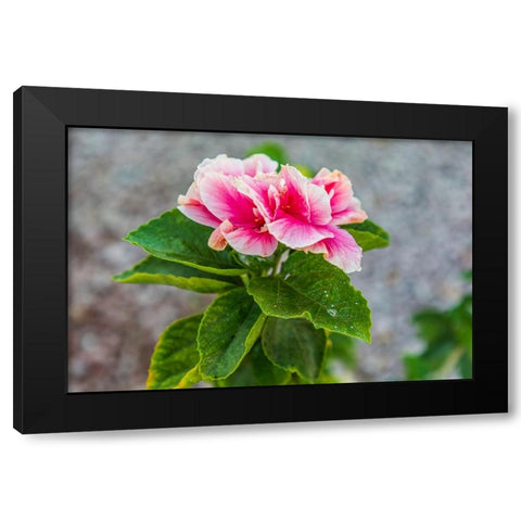 Loreto- Baja California Sur- Mexico. A pink flower along the street. Black Modern Wood Framed Art Print by Wilson, Emily M.
