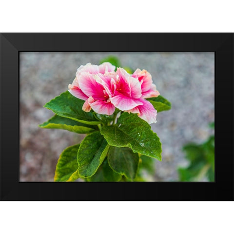 Loreto- Baja California Sur- Mexico. A pink flower along the street. Black Modern Wood Framed Art Print by Wilson, Emily M.