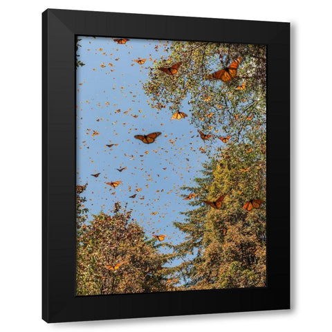 Masses of monarch butterflies in Flight-Cerro Pelon monarch butterfly reserve-Michoacan-Mexico Black Modern Wood Framed Art Print by Garber, Howie