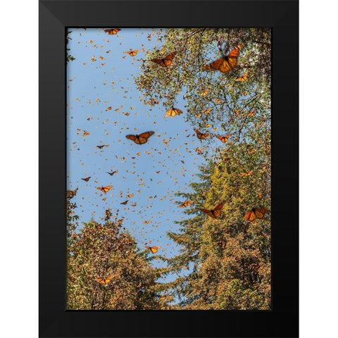 Masses of monarch butterflies in Flight-Cerro Pelon monarch butterfly reserve-Michoacan-Mexico Black Modern Wood Framed Art Print by Garber, Howie