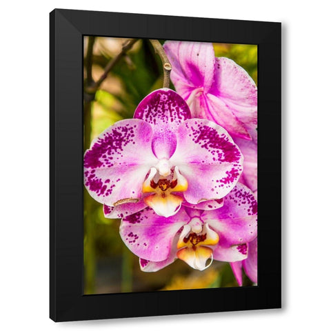 Flowers at the Puerto Vallarta Botanical Garden-Puerto Vallarta-Jalisco-Mexico Black Modern Wood Framed Art Print by DeFreitas, Michael