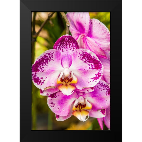 Flowers at the Puerto Vallarta Botanical Garden-Puerto Vallarta-Jalisco-Mexico Black Modern Wood Framed Art Print by DeFreitas, Michael