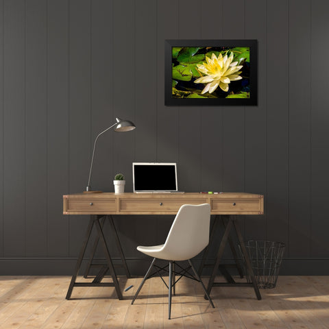 Water lily Puerto Vallarta Botanical Garden-Puerto Vallarta-Jalisco-Mexico Black Modern Wood Framed Art Print by DeFreitas, Michael