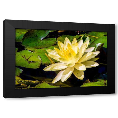 Water lily Puerto Vallarta Botanical Garden-Puerto Vallarta-Jalisco-Mexico Black Modern Wood Framed Art Print by DeFreitas, Michael