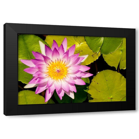 Water lily Puerto Vallarta Botanical Garden-Puerto Vallarta-Jalisco-Mexico Black Modern Wood Framed Art Print by DeFreitas, Michael