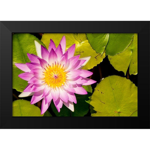 Water lily Puerto Vallarta Botanical Garden-Puerto Vallarta-Jalisco-Mexico Black Modern Wood Framed Art Print by DeFreitas, Michael