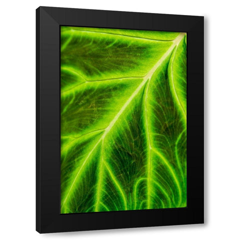 Leaf veins Puerto Vallarta Botanical Garden-Puerto Vallarta-Jalisco-Mexico Black Modern Wood Framed Art Print by DeFreitas, Michael
