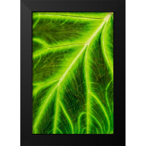 Leaf veins Puerto Vallarta Botanical Garden-Puerto Vallarta-Jalisco-Mexico Black Modern Wood Framed Art Print by DeFreitas, Michael