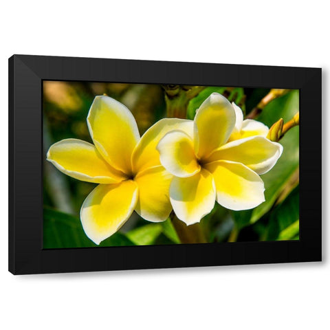 Puerto Vallarta Botanical Garden-Puerto Vallarta-Jalisco-Mexico Black Modern Wood Framed Art Print by DeFreitas, Michael