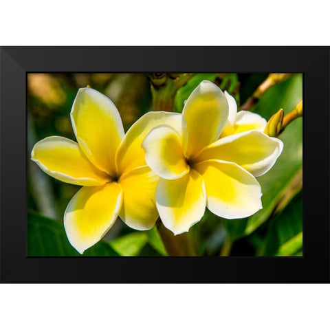 Puerto Vallarta Botanical Garden-Puerto Vallarta-Jalisco-Mexico Black Modern Wood Framed Art Print by DeFreitas, Michael