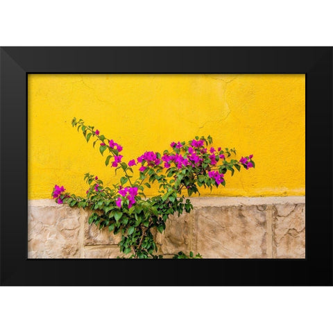 Plant against wall in Tlaquepaque-near Guadalajara-Jalisco-Mexico Black Modern Wood Framed Art Print by DeFreitas, Michael