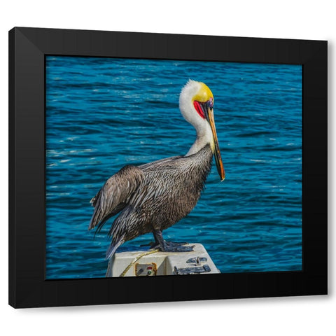 Brown pelican-Cabo San Lucas-Baja Mexico Black Modern Wood Framed Art Print by Perry, William