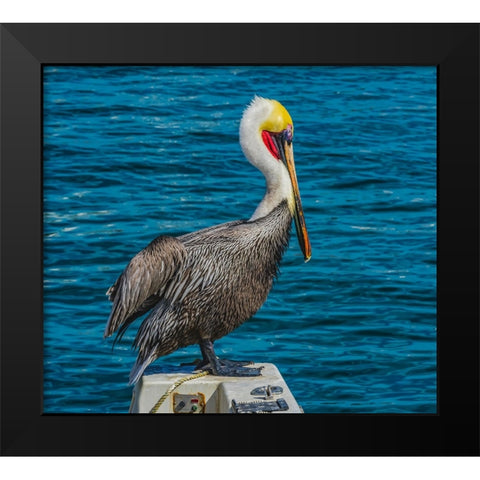 Brown pelican-Cabo San Lucas-Baja Mexico Black Modern Wood Framed Art Print by Perry, William