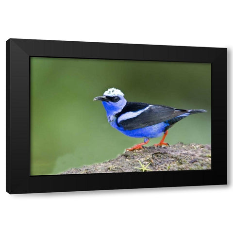 Panama Red-legged honeycreeper on boulder Black Modern Wood Framed Art Print with Double Matting by Williams, Joanne