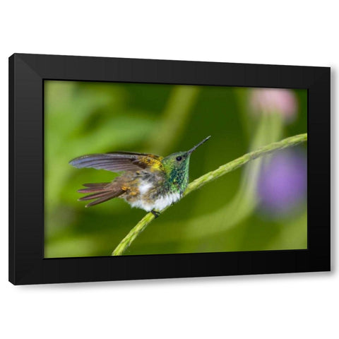 Panama Snowy-bellied hummingbird on limb Black Modern Wood Framed Art Print by Williams, Joanne