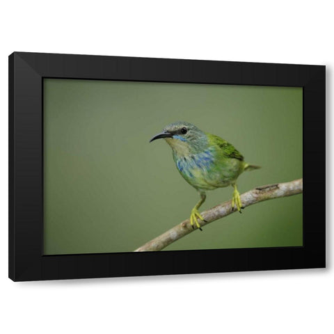 Panama, Gamboa Rainforest Shining honeycreeper Black Modern Wood Framed Art Print by Morris, Arthur