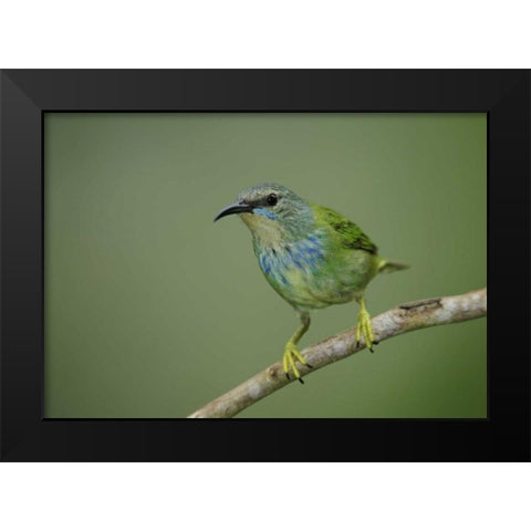 Panama, Gamboa Rainforest Shining honeycreeper Black Modern Wood Framed Art Print by Morris, Arthur