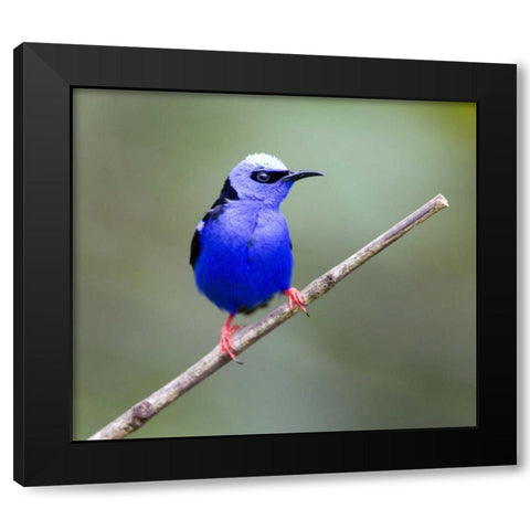 Panama, Red-legged honeycreeper bird on limb Black Modern Wood Framed Art Print by Williams, Joanne