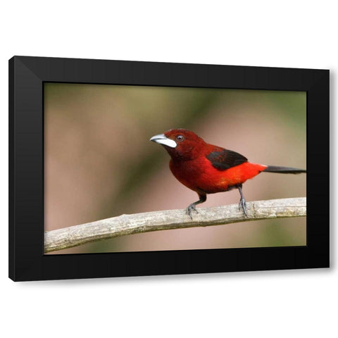 Panama Canal Zone Crimson-backed tanager on limb Black Modern Wood Framed Art Print by Williams, Joanne