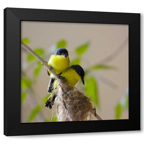 Panama Pair of golden-collared manikin birds Black Modern Wood Framed Art Print by Williams, Joanne