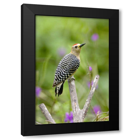 Panama Red-crowned woodpecker on branch stump Black Modern Wood Framed Art Print by Williams, Joanne