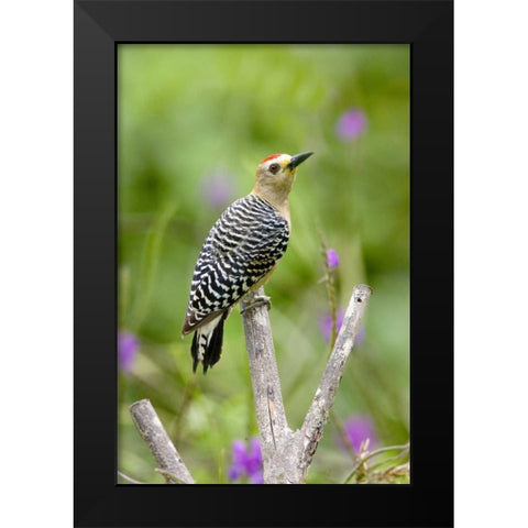 Panama Red-crowned woodpecker on branch stump Black Modern Wood Framed Art Print by Williams, Joanne
